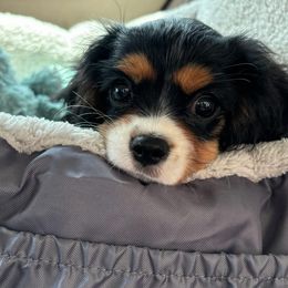 Cavalier King Charles Spaniel and Cavapoo Puppies from Catella Cavaliers and Cavapoos
