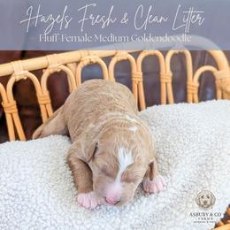 Puppy Pick 6 - Red  female Goldendoodle puppy in Whitesburg, Georgia from Asbury & Co Farms