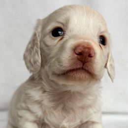 Gill - Red male Dachshund puppy in Winamac, Indiana from WZ Kennels