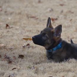 German Shepherd Puppies from Sternenlicht Kennel