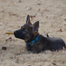 German Shepherd Puppies from Sternenlicht Kennel