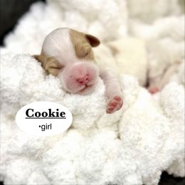 Cookie - Parti female Goldendoodle puppy in Jackson, Mississippi from T.M. Poodles & Doodles