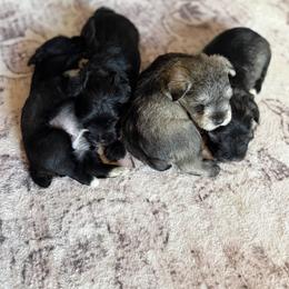 Miniature Schnauzers from Trulove’s puppies