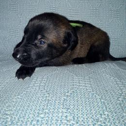 Green Collar - Fawn sable male Belgian Malinois puppy in Trenton, Georgia from Laeknir K9