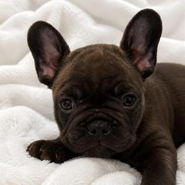 White collar boy - Brindle and white male French Bulldog puppy in Madison, Wisconsin from MadCity Frenchies