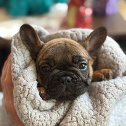 Bunkhouse Litter-Avery - Fawn female French Bulldog puppy in Kalispell, Montana from Grace & Grit Frenchies