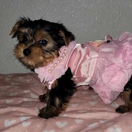 Biewer Terrier, Morkie, Yorkipoo, and Yorkshire Terrier Puppies from Yorkie Your Soulmate Puppy