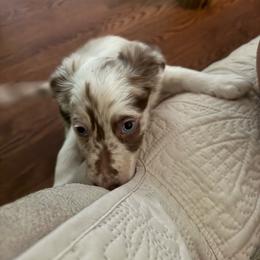 Everly - Red merle female Border Collie puppy in Fairview, Tennessee from Hoffman Forest Acres LLC