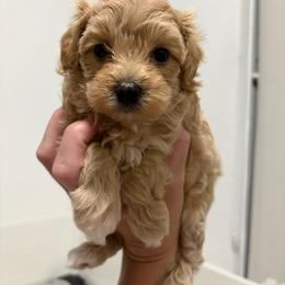 Peony - Cafe au lait female Maltipoo puppy in Hollywood, Florida from Iuliia's puppies