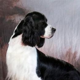 English Springer Spaniels from Ramblewood