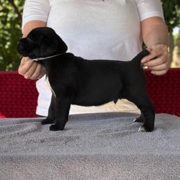 Silver Collar R - Black male Cane Corso puppy in Paris, Texas from Knucklehead Cane Corso