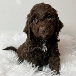 Cedar is a loyal friend - Brown and white male Aussiedoodle puppy in Clarkston, Washington from Doodle & poodle palace