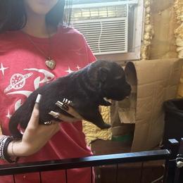 Girl 3 - Sable female German Shepherd puppy in Dunn, North Carolina from Von Fousthaus GSDogs