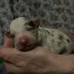 Girl 2 - Red merle female Border Collie puppy in Memphis, New York from Dual Traxx Border Collies