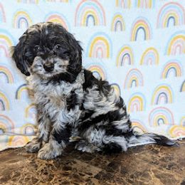 Aussiedoodle, Australian Shepherd, Bernedoodle, Cockapoo, and Poodle Puppies from Sis' Doodles & Poodles
