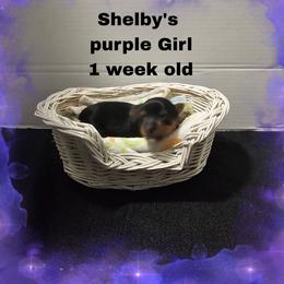 Shelby's purple girl - Black and tan female Yorkshire Terrier puppy in Inverness, Florida from Luvayorkie&more