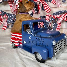 "Chocolate based red female #2" Dachshund Puppies from Lil Beanie Weenies Dachshunds