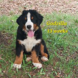 Godzilla - Tri-color male Bernese Mountain Dog puppy in Shawnee, Oklahoma from Little House