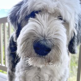 Old English Sheepdogs and Sheepadoodles from Doodlefolk
