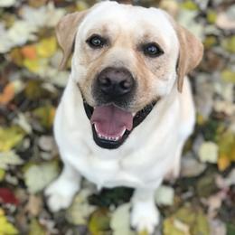 Labrador Retriever All Grown Up from Bad River Labradors