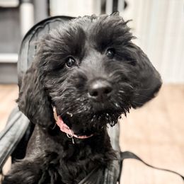 Chelsea (Light Pink) - Black Giant Schnauzer puppy in Harrisville, Utah from Diamond in the Ruff