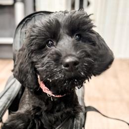 Chelsea (Light Pink) - Black Giant Schnauzer puppy in Harrisville, Utah from Diamond in the Ruff