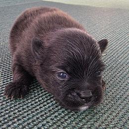 Glenda - Brindle female Pomeranian puppy in Hooksett, New Hampshire from Granite State Pomeranians