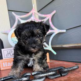 Boy 1 - Black and tan male Yorkipoo puppy in Ludlow, Missouri from Countryside Doodles and Mohr