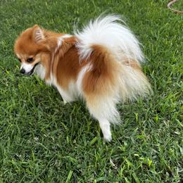 Pixie - Pomeranian