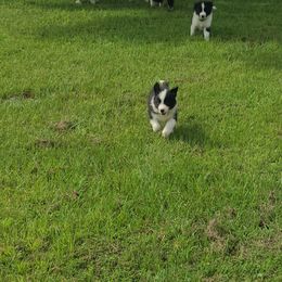 Border Collie Puppies from K&R RANCH.