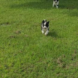 Border Collie Puppies from K&R RANCH.