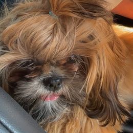 Shih Tzu Puppies from Majestic M Shihtzu’s