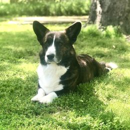 Huntley - Cardigan Welsh Corgi
