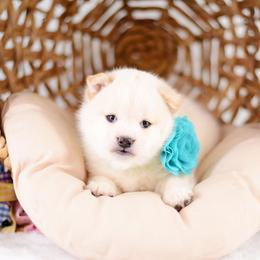 Mio - Cream Boy - Cream male Shiba Inu puppy in Neosho, Missouri from Sunny Terrace Shibas