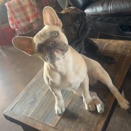 Hank - French Bulldog