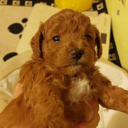 Goldendoodle Puppies from Dubey Doodles (AnC Oodles of Doodles)