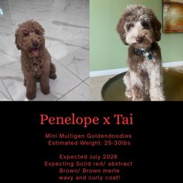 Upcoming litter: Read Description - Red  male Goldendoodle puppy in Fort Myers, Florida from Gandystailsofjoy
