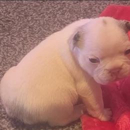 Olaf - White male French Bulldog puppy in Pleasant Hill, Iowa from Courtney Nicole's Mal Shihs & Goldendoodles