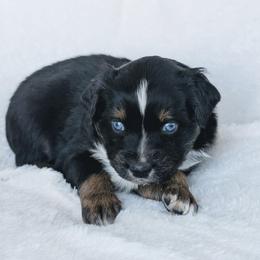 Boy 5 (Orange) - Black tri-color male Australian Shepherd puppy in Yakima, Washington from Naches Heights Ranch
