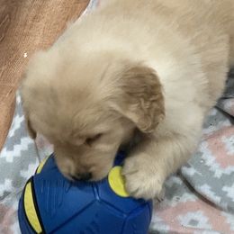 Golden Retrievers from Classical Goldens