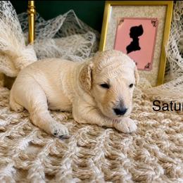 Saturn - White female Poodle puppy in Greenwich, New York from MizzElle’s Standard Poodles