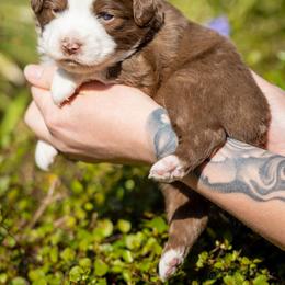 Rose - Red tri female Miniature Australian Shepherd puppy in Grants Pass, Oregon from Woodwind Miniatures