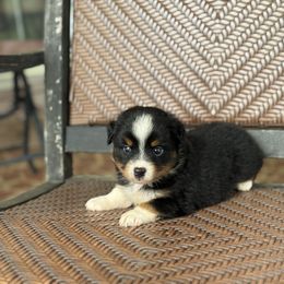 Betty - Black tri female Toy Australian Shepherd puppy in Troy, South Carolina from Stockman Farms