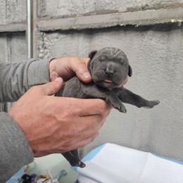 Orange collar - Gray male Cane Corso puppy in Fritch, Texas from Carrie Brown's Cane Corsos