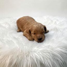Teddy - Red male Maltipoo puppy in St. George, Utah from Winchester Hills Poodles and Doodles