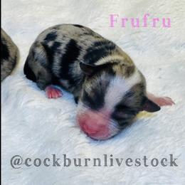 Frufru - Blue merle female Toy Australian Shepherd puppy in Gillette, Wyoming from Cockburn’s Toy and Mini Australian Shepherds