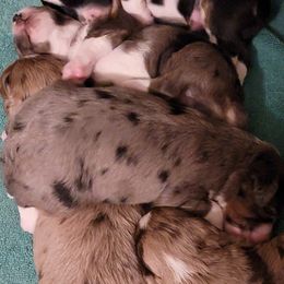 Miniature Australian Shepherds from Kleiner Bauernhof Mini Aussies