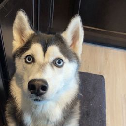 Siberian Husky All Grown Up from Curatolo Kennels