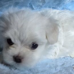 Boy 1 - Maltese puppy from Emerald Maltese