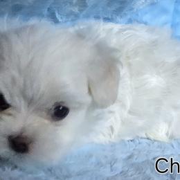 Boy 1 - Maltese puppy from Emerald Maltese